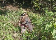 Diduga Terinjak Sapi, Warga Dulamayo Utara Meninggal di Kebun