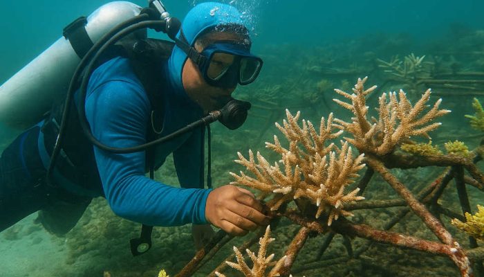 Kolaborasi Peneliti, Warga Pesisir, dan Pemerintah Pulihkan Terumbu Karang Botutonuo