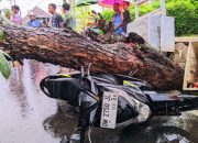 Diguyur Hujan Deras, Pohon Besar Roboh dan Timpa Motor di Kota Gorontalo