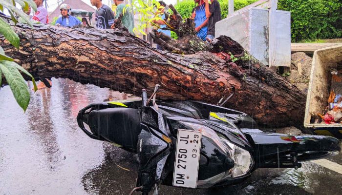 Diguyur Hujan Deras, Pohon Besar Roboh dan Timpa Motor di Kota Gorontalo