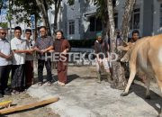 Semangat Berbagi di Hari Raya Idul Adha 1447 Hijriah, Kejati Gorontalo Sembelih 5 Ekor Sapi Kurban