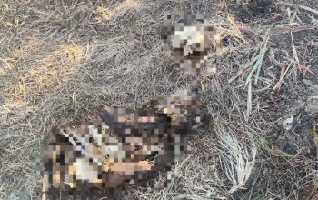 Kerangka Manusia Tanpa Identitas Ditemukan di Perkebunan Tebu Bongo Tua