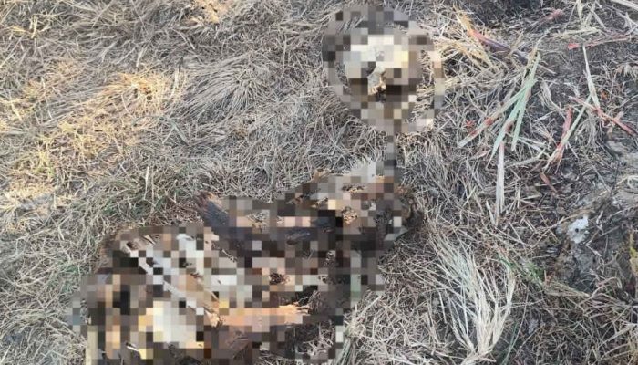 Kerangka Manusia Tanpa Identitas Ditemukan di Perkebunan Tebu Bongo Tua