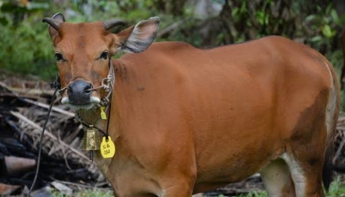 Pemkab Bone Bolango Tetap Upayakan Program Sapi, Realisasi Terkendala Kinerja Penyedia